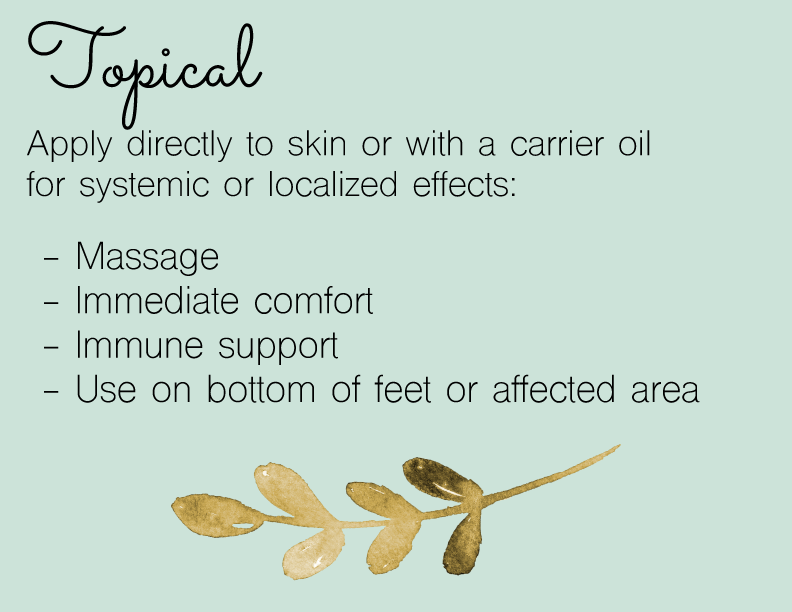 Essential oils are natural aromatic compounds found in plants