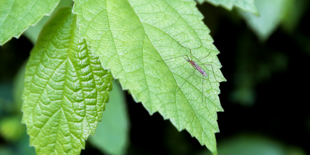 Learn to make your own natural, non-toxic bug spray!