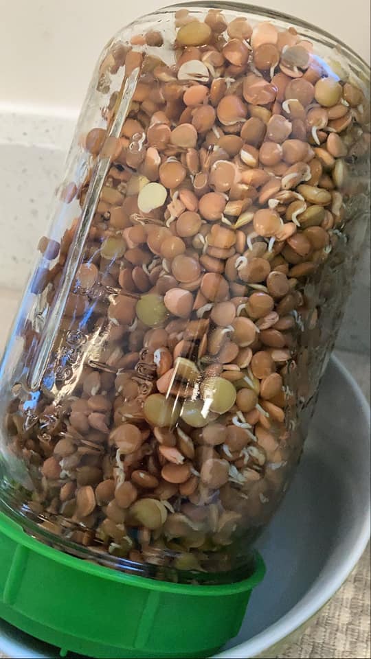 Sprouted Lentils for Lentil Superfood Salad #sproutedlentils #howtosproutlentils