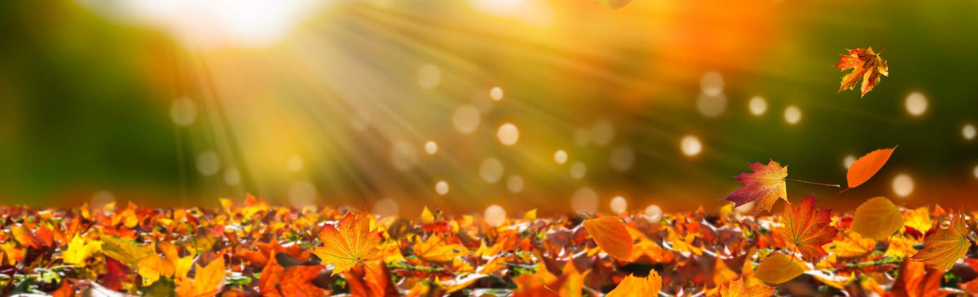 beautiful fall leaves... embrace the fall season with essential oils that will help you cultivate gratitude and get things done!