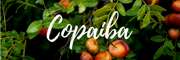 Copaiba essential oil benefits 