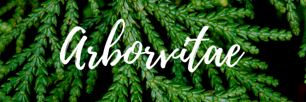 Arborvitae essential oil benefits