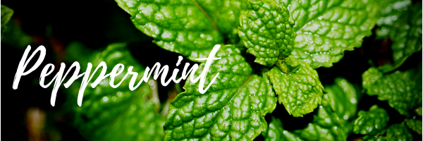 Peppermint essential oil benefits