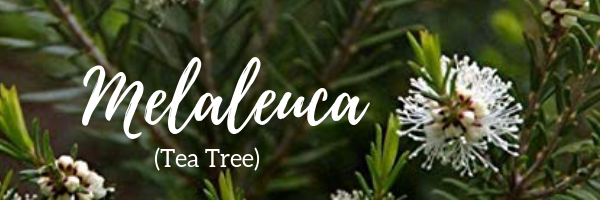 Meleleuca essential oil benefits