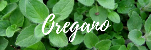 Oregano essential oil benefits