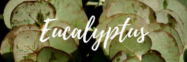 Eucalyptus essential oil benefits