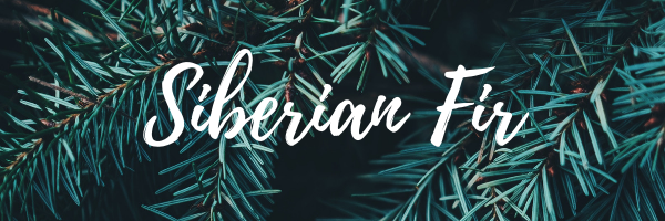 Siberian Fir essential oil benefits