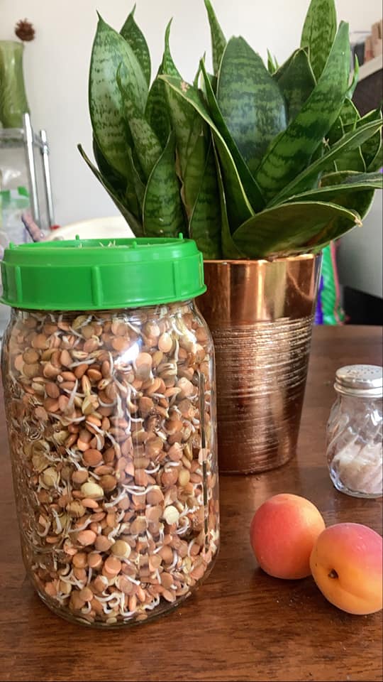 Sprouted Lentils Ready to Eat #sproutedlentils #howtosproutlentils #sproutedlegumes