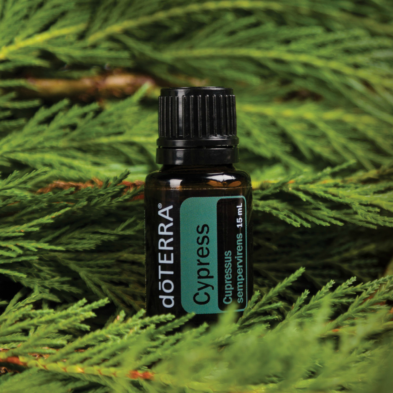 doTERRA Cypress essential oil