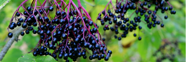 Elderberries for natural immune support