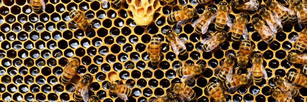 raw honey for natural immune support