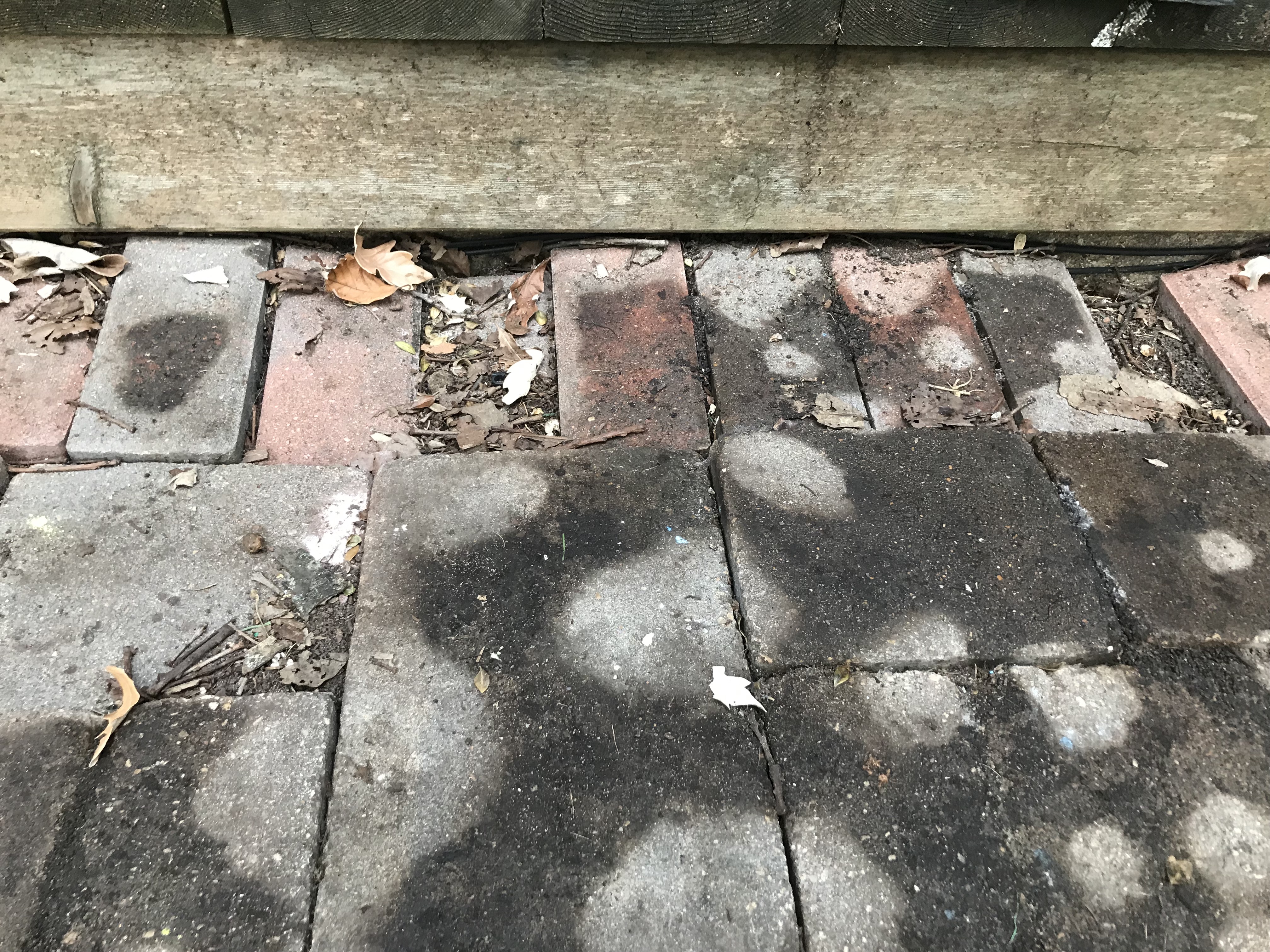 Rat and Chipmunk Damage