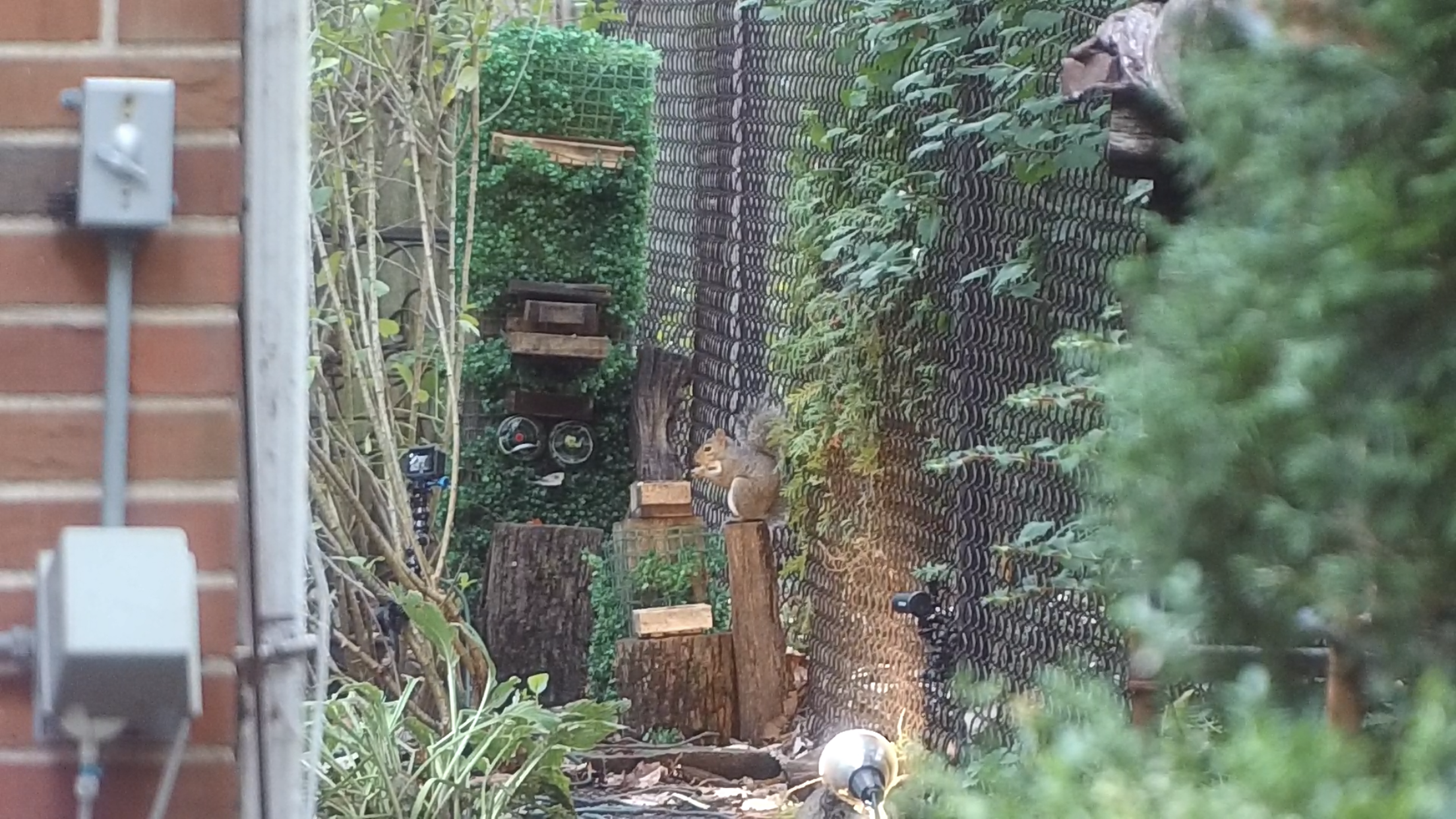 Airgun 101, EDgun Leshiy Backyard Pest Control Setup