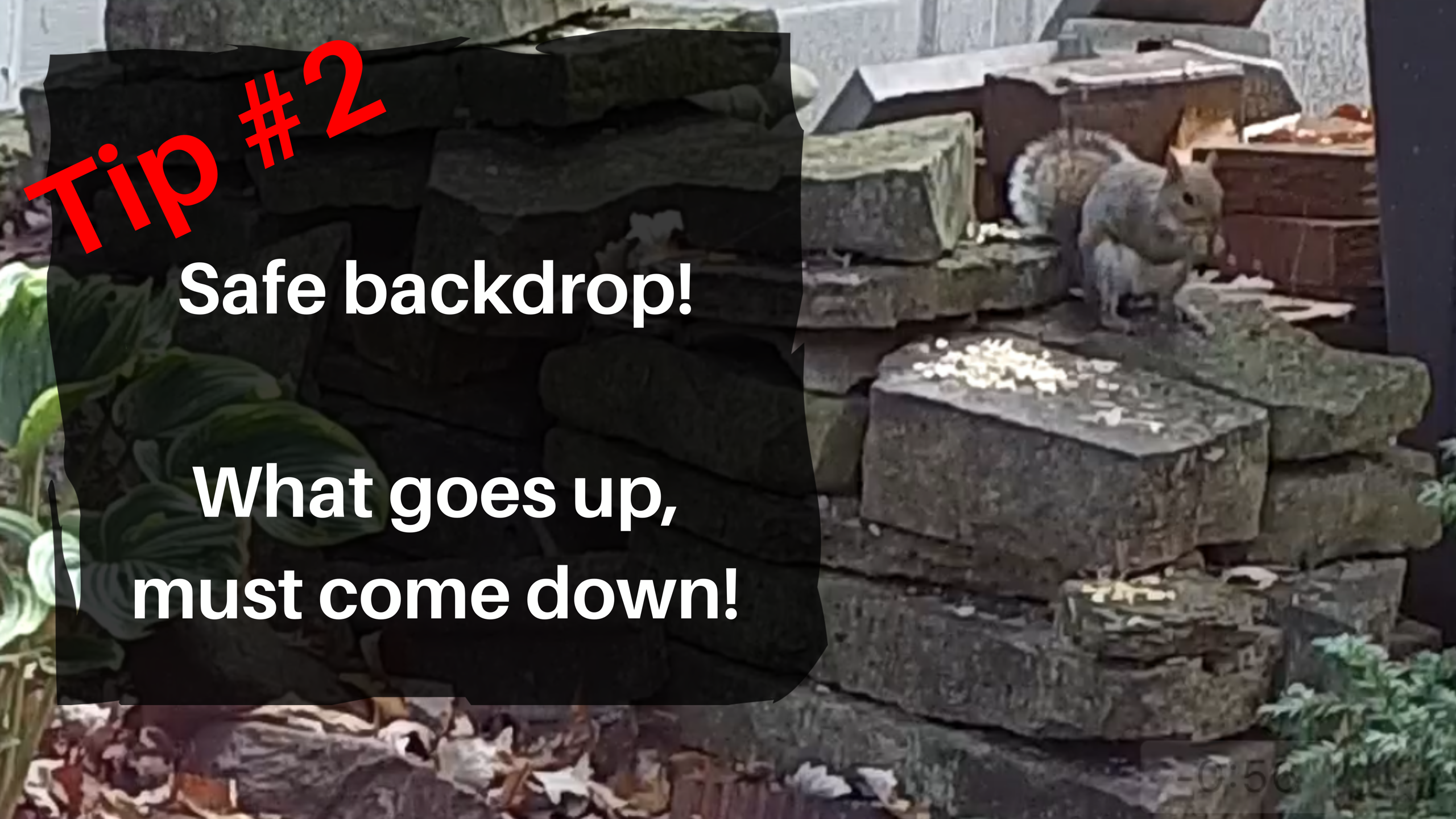 Squirrel Hunting Tip #2: Safe Backdrop - EDgun Leshiy