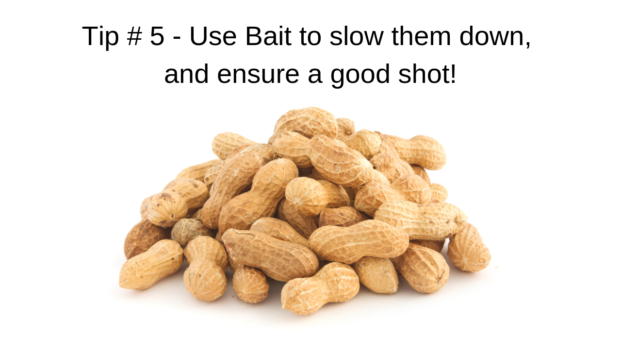 Squirrel Hunting Tip #5: Use Bait - EDgun Leshiy ATN X Sight 4K Pro