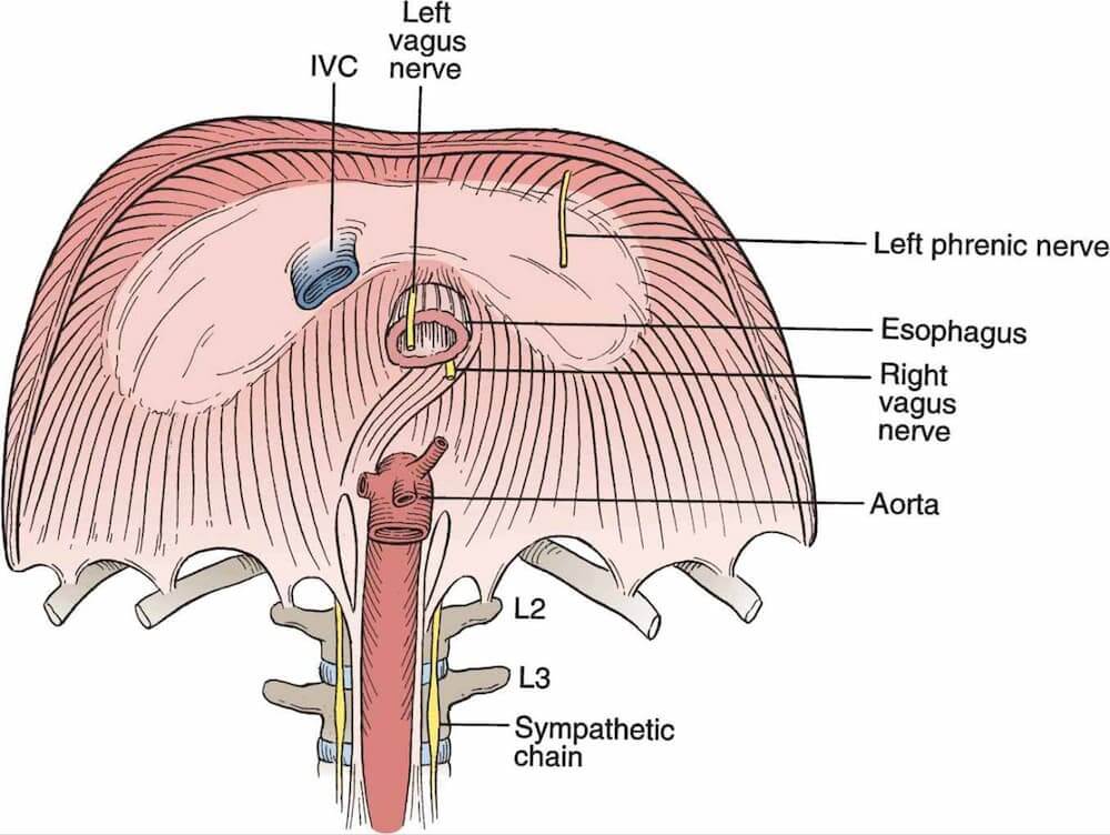 diaphragm and the vagus nerve