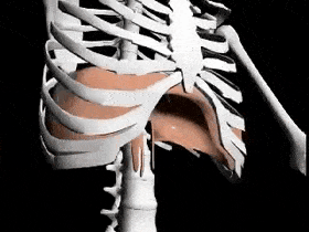 diaphragm contracting and relaxing during breathing