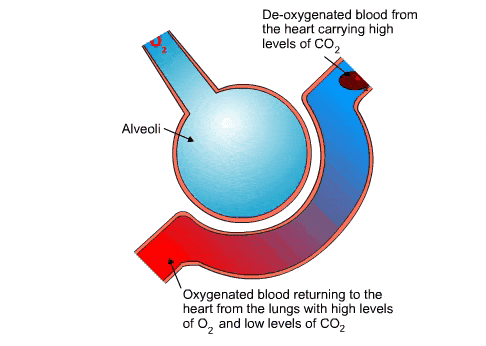 gas exchange in the alveoli
