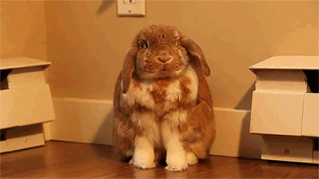 Rabbit with hiccups