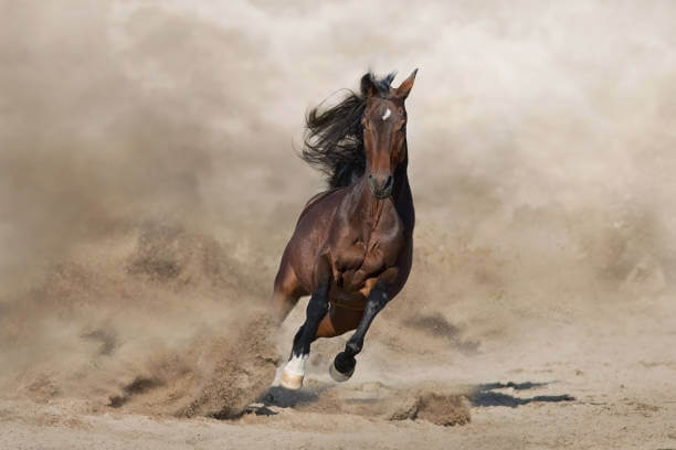 Horse running
