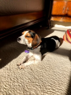 Lucy the beagle laying on the floor in morning sunlight