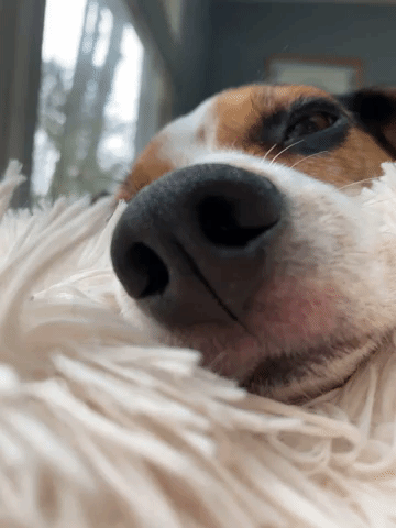 Lucy the beagle's nose