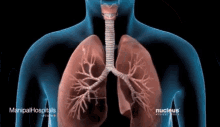Lungs