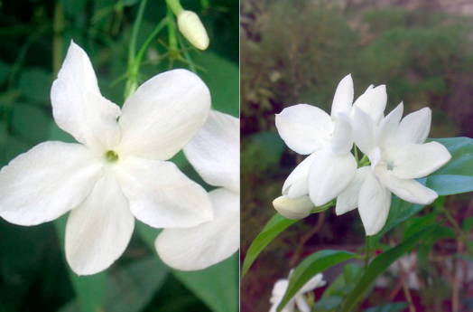 Jasminum grandifloria and Jasminum sambac