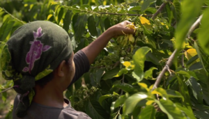 Pictured: A woman gathers Ylang Ylang for essential oil distillation.