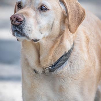 A Labrador/Retriever dog.