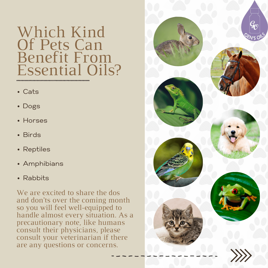 Which kind of ptes can benefit from essential oils? Cats, Dogs, Horses, Birds, Reptiles, Amphibians, Rabbits