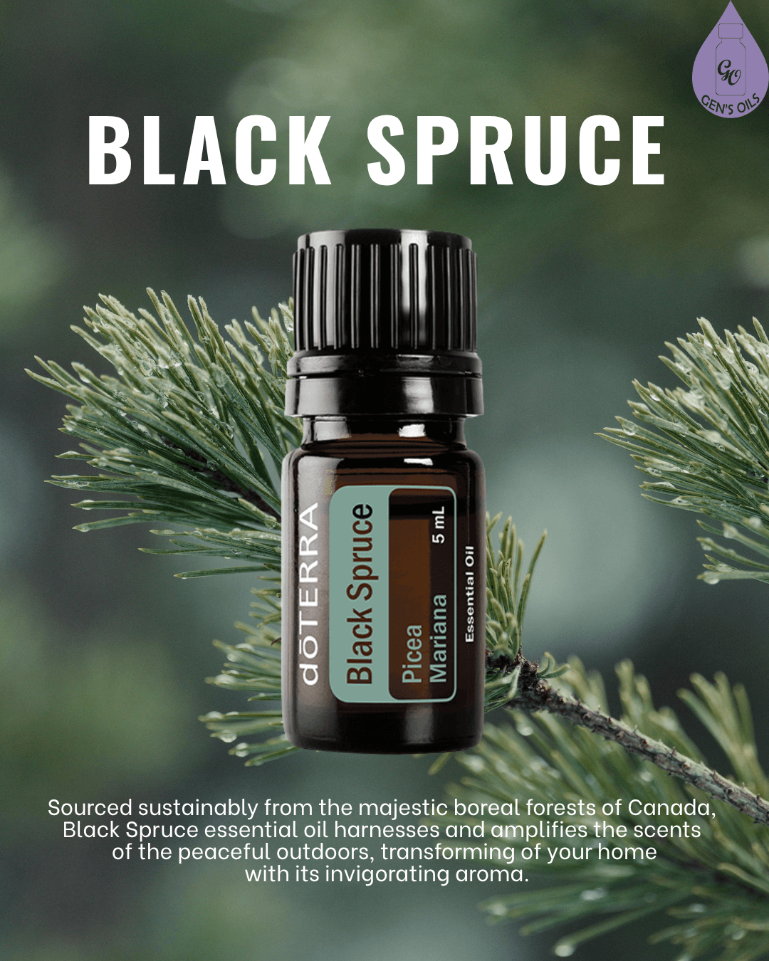 A bottle of dōTERRA Black Spruce essential oil rests on a spruce branch, with the text "BLACK SPRUCE" prominently displayed above.