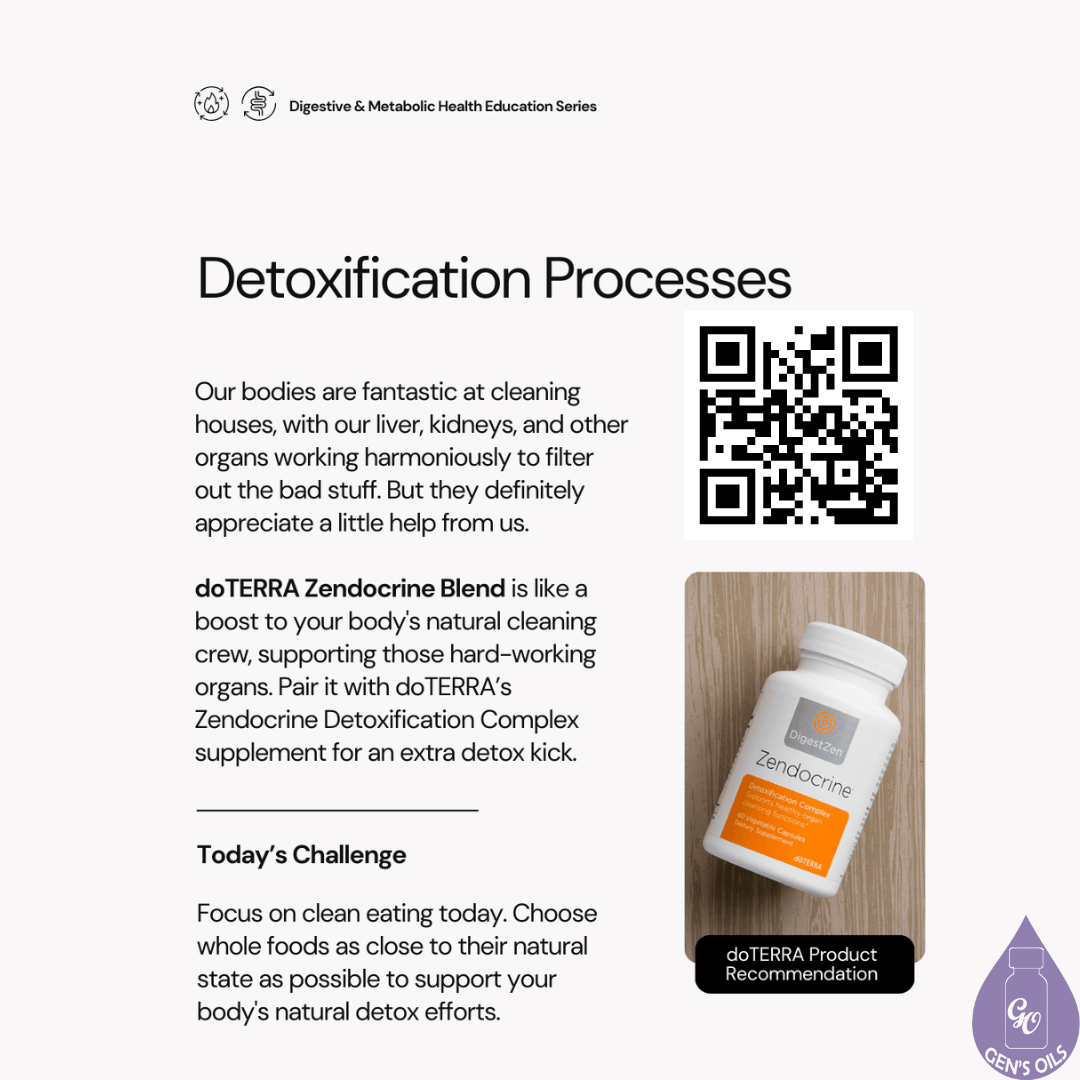 Detoxification Process with a bottle of Zendocrine Detoxification Complex supplements. The bar code opens a link to purchase Zendocrine essential oil