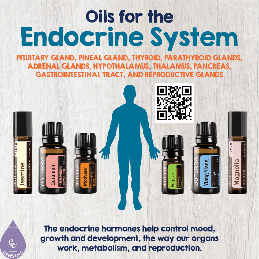 Oils for the Endocrine system with images of the oils mentioned. The QR code opens a link to purchase these oils.