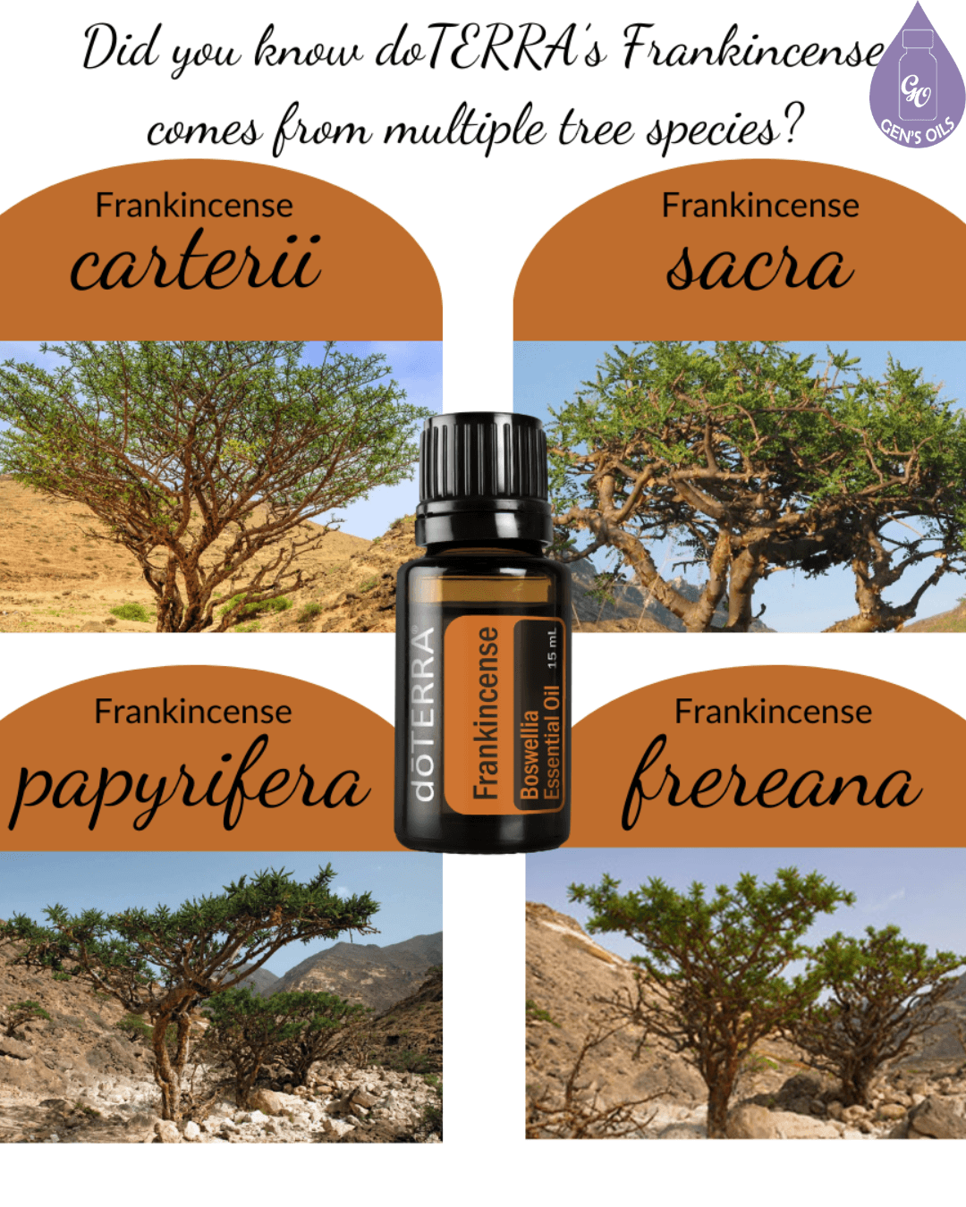 A collage showing four different species of frankincense trees: carterii, sacra, papyrifera, and frereana, with a bottle of doTERRA Frankincense essential oil in the center.