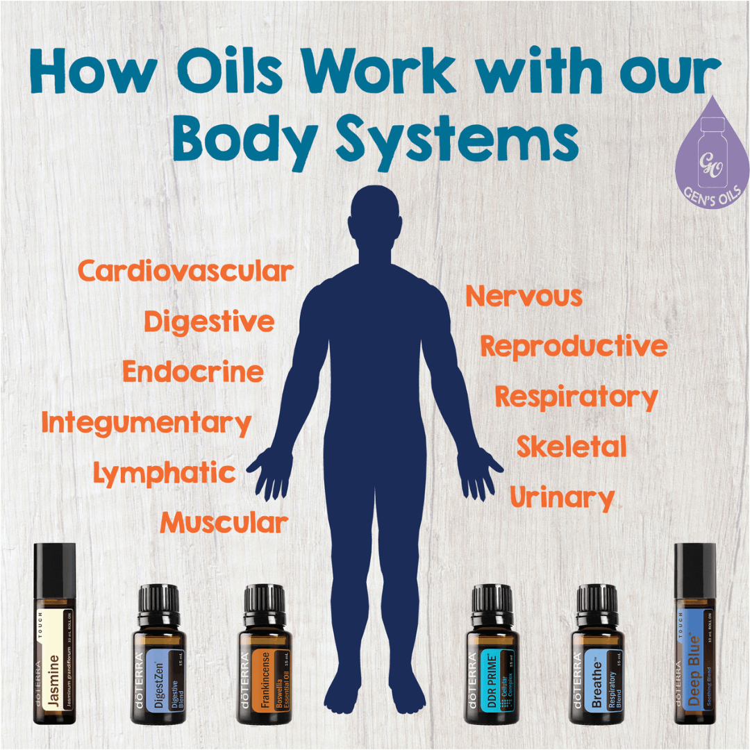How Oils Work with our Body Systems. Below the title is an outline of a person surrounded by the names of the 11 different body systems. Below that are bottles of different essential oils.