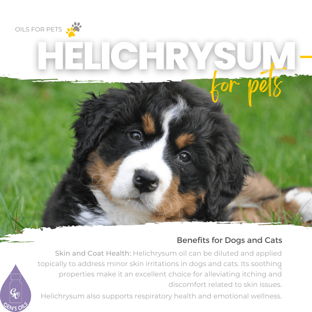 Helichrysum for Pets