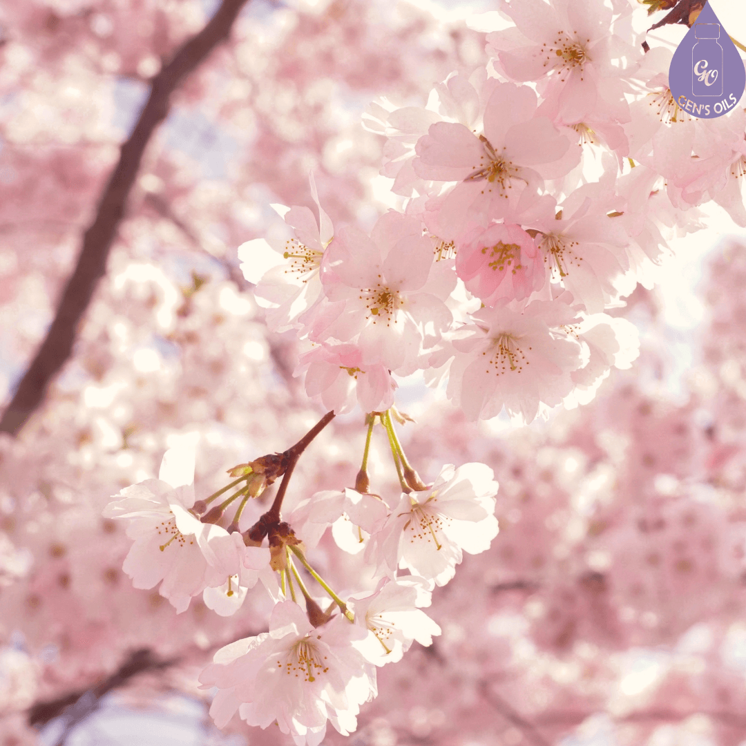 A tree full of pink cherry blossoms.