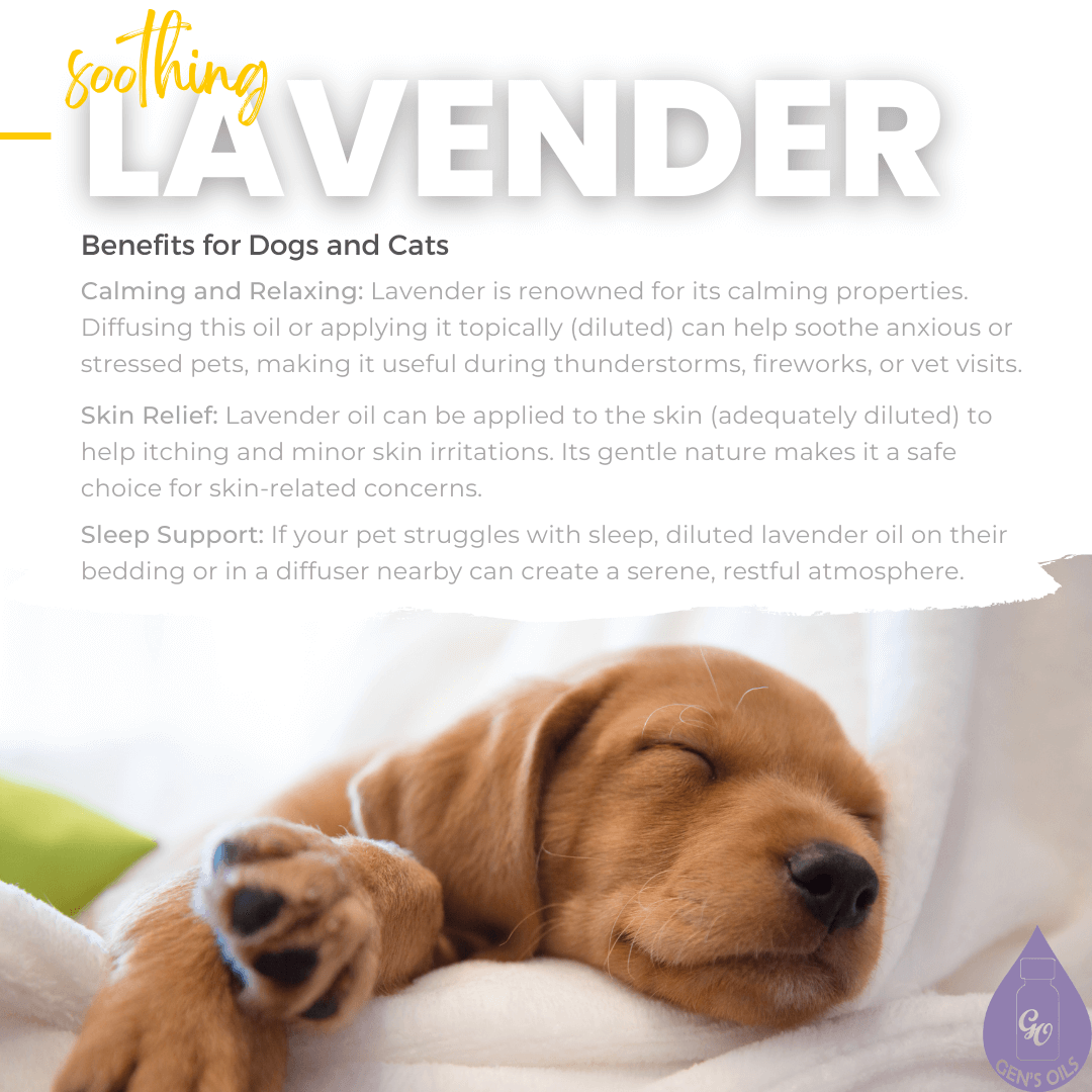 Lavender. Benefits for cats & dogs
