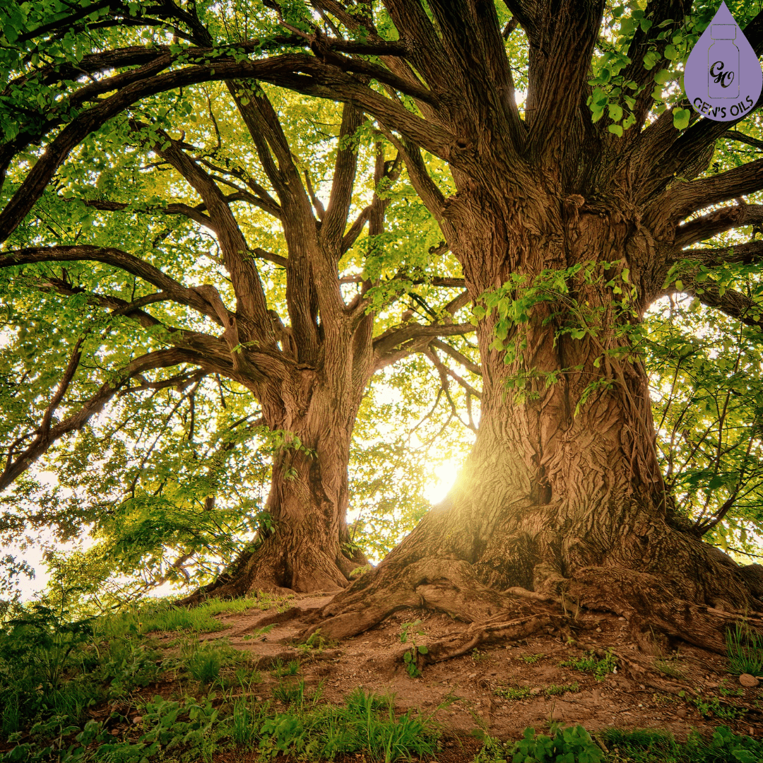 Two large trees with sunlight shining through them.