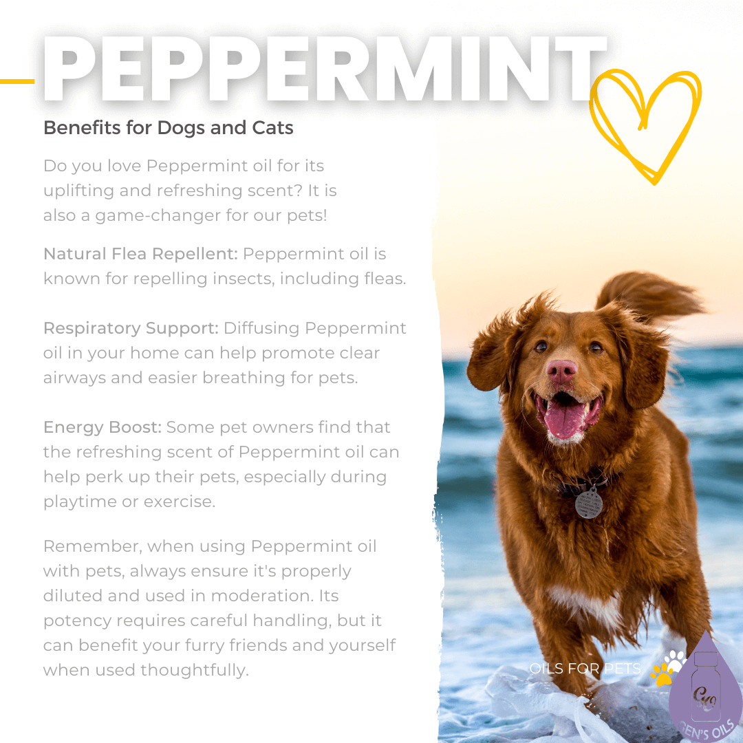 Peppermint. Benefit for cats & dogs
