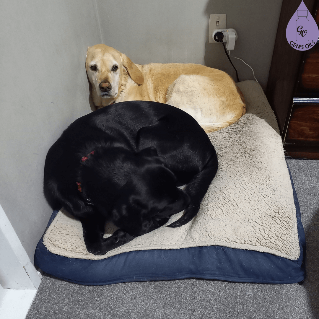 Layton & Pedro sharing Pedro's bed.