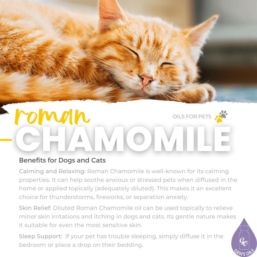 Roman Chamomile. Benefits for cats & dogs