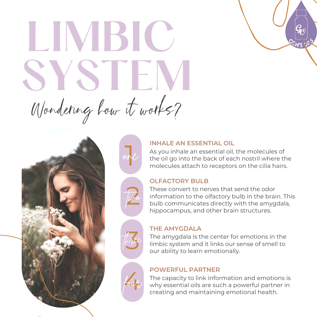 Explanation of the Limbic System