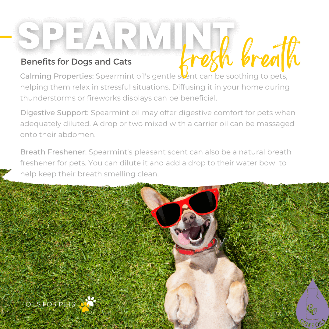 Spearmint - fresh breath. Benefits for cats & dogs