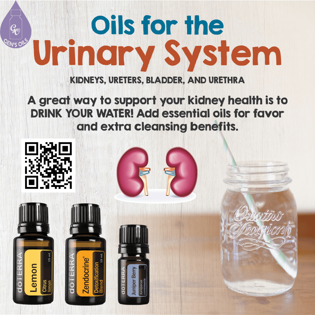 Oils for the Urinary System. Bottles of Lemon, Zendocrine & Juniper Berry oils next to a glass of water.