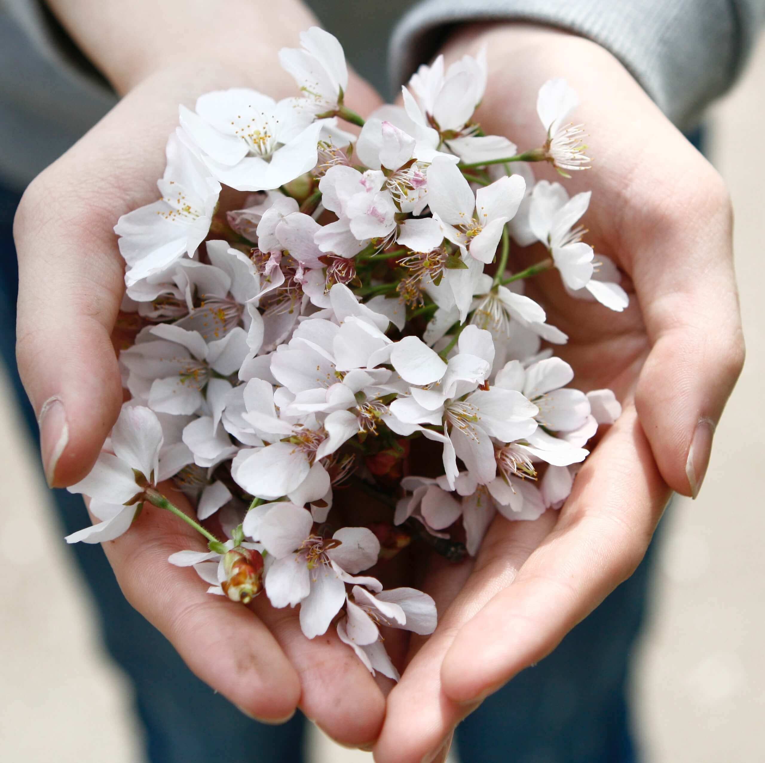 Hands cupped together holding delicate flowers