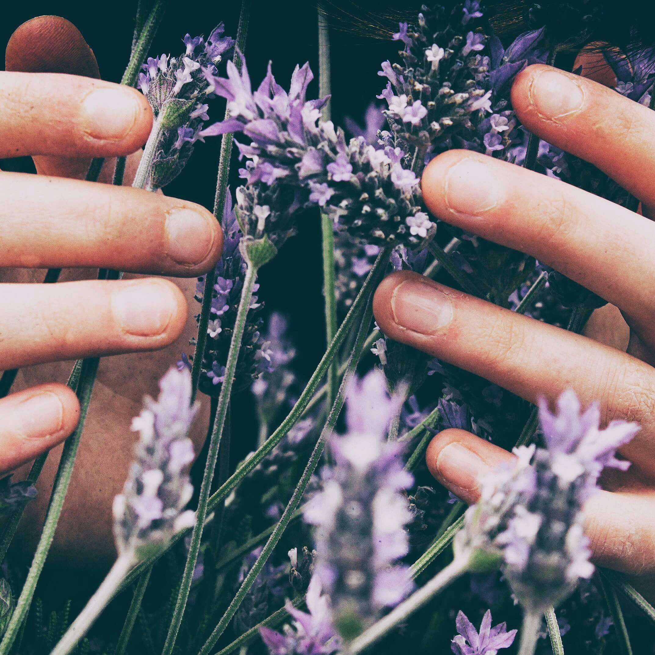 hands gently holding lavender flowers