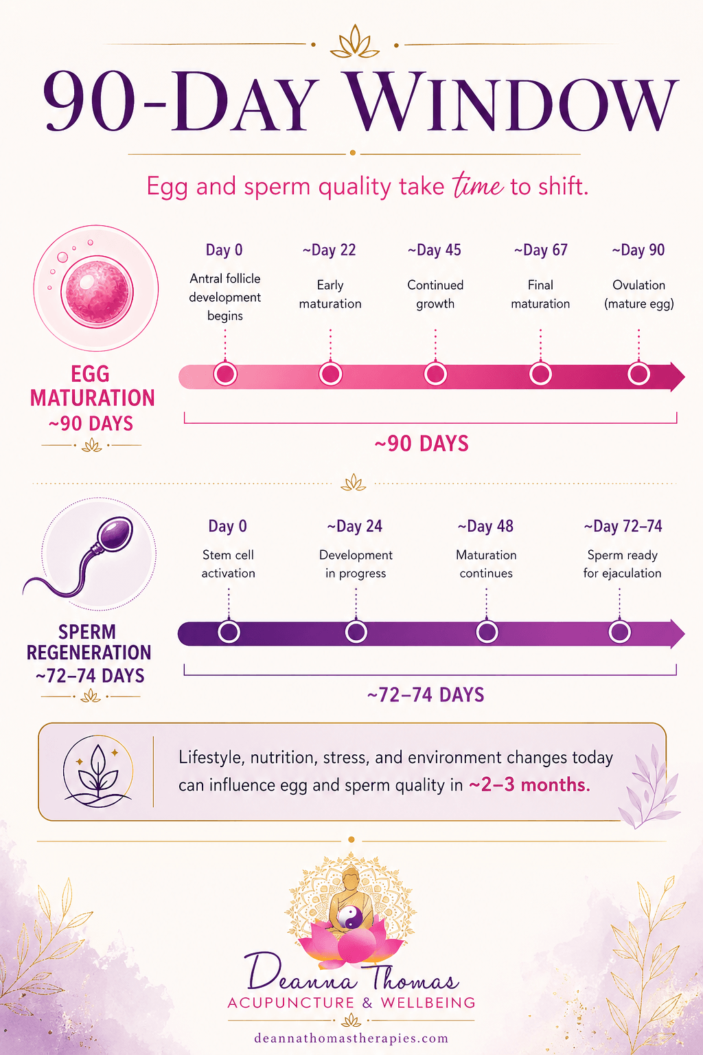The 90-day fertility window: egg maturation takes around 90 days and sperm regeneration takes 72 to 74 days, meaning lifestyle and nutrition changes today influence egg and sperm quality 2 to 3 months from now.