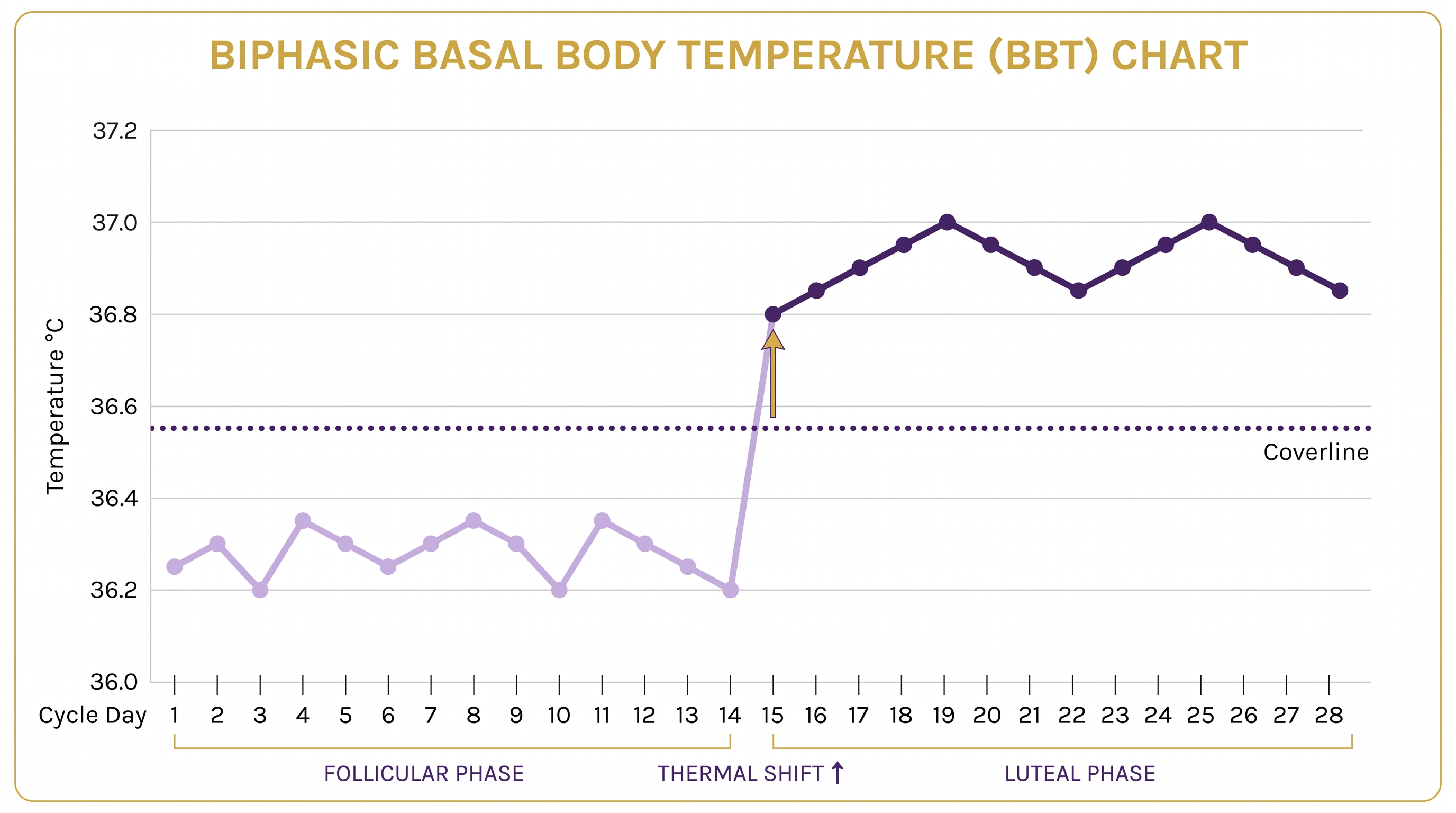 Biphasic BBT chart showing follicular phase, thermal shift and luteal phase